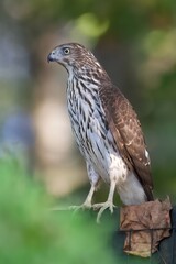 Cooper’s Hawk on Fence Portrait