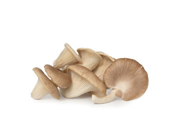 Indian Oyster Mushroom (Phoenix Mushroom or Lung Oyster) isolated on white background.