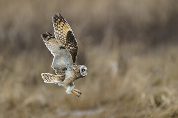 Fototapeta premium Short Eared Owl in flight