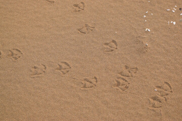 Fototapeta na wymiar 砂浜に鳥の足跡