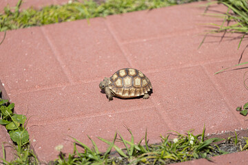 turtle pet animals reptile