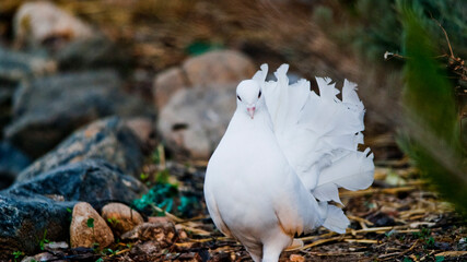 Peacock Dove Walking Forward