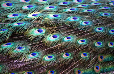 Blue peacock feathers, closeup. Colorful peacock feathers as a background 