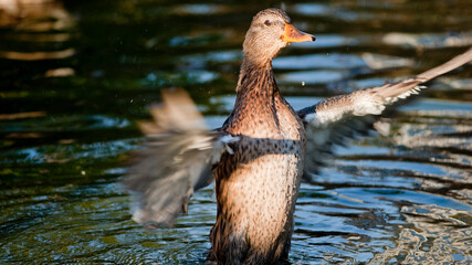 Duck Flapping on Water