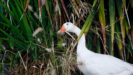 Goose Feeding © Simone
