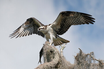 Osprey with fish spreading wings