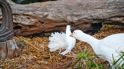 Peacock Dove with Goose © Simone