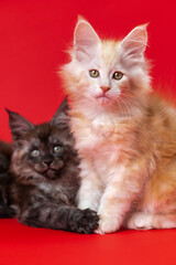 Portrait of two friendly kittens of Maine Coon Cat breed - black smoky and red silver classic tabby. Cute twin kittens are two months old. Red background. Front view. Studio shot.