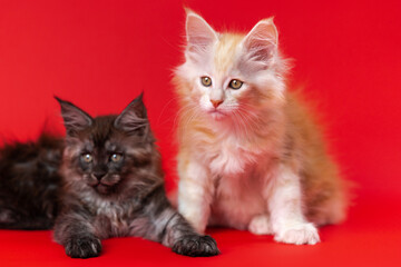 Portrait of American Forest kittens on red background: male black smoke kitten and female red...
