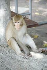 close up monkey in garden
