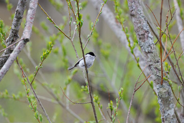 コガラ（北海道・釧路市）
