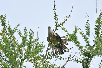 尾羽を広げたツツドリ（北海道・知床）
