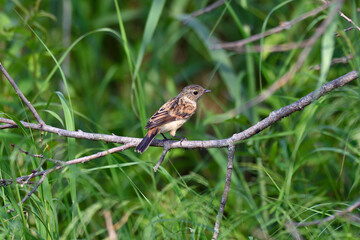 ノビタキの幼鳥（北海道・鶴居村）

