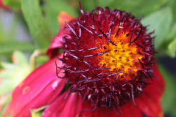 Macro view of the head of a red blanket flower