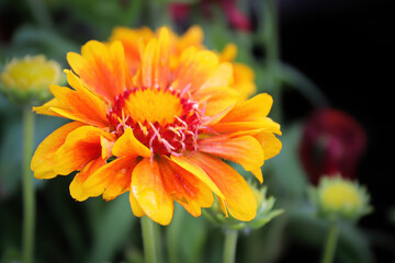 Closeup of a orange and yellow gaillardia flower