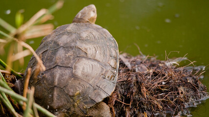 Turtle on Reeds
