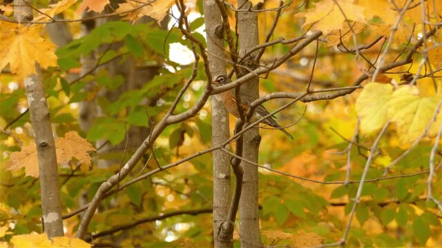 A bird perches on a high branch amongst autumn leaves as a gentle breeze lightly moves them.