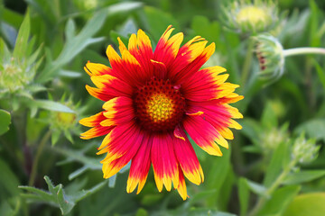 Closeup of yellow and orange blanket flowers