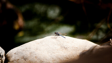 Dragon Fly on a Rock