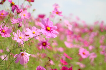 ピンク色が美しいコスモス