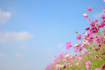 青空野下に咲くコスモス