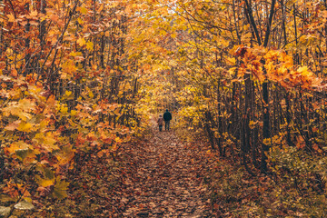 Adult and a child are walking in an autumn forest