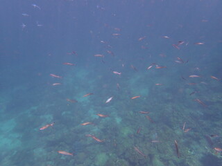 Fototapeta na wymiar タイ　ロック島の魚