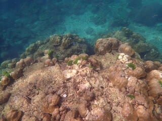 タイ　ロック島の魚