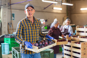 Fototapeta na wymiar Male employee of fruit factory carrying box with fresh ripe plums selected on sorting line.
