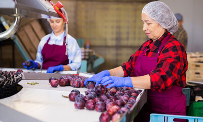 Mature woman in uniform sorting fresh ripe plums on producing grading line at farm warehouse