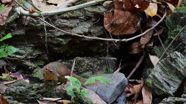 Looking through plants, jumps out and goes around the rocks, Northern Treeshrew, Tupaia belangeri, Khao Laem National Park, Thailand