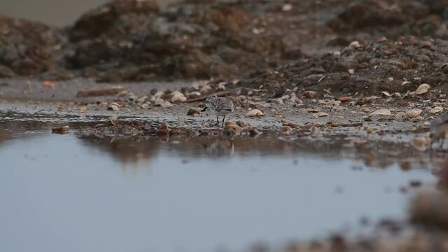 Foraging just before dark going to the left, Spoon-billed Sandpiper, Calidris pygmaea, Phetchaburi, Critically Endangered, Thailand