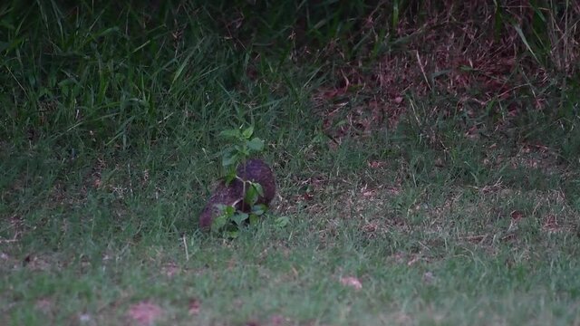 Seen foraging for food around a plant digging deep, Crab-eating Mongoose, Urva urva, Khao Yai National Park, Thailand.