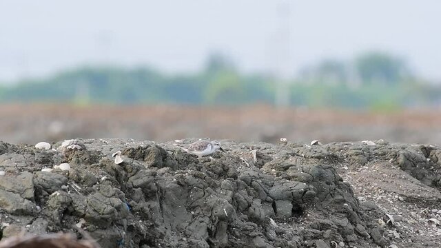 Seen on top of the mud bund with a village as a background, Spoon-billed Sandpiper, Calidris pygmaea, Phetchaburi, Critically Endangered, Thailand