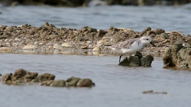 Foraging in between rocks while wading, swallowing some food, Spoon-billed Sandpiper, Calidris pygmaea, Phetchaburi, Critically Endangered, Thailand