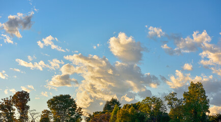 Sunset and trees.   夕焼けと樹木。