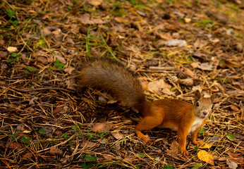 A red squirrel sits on the foliage in the autumn forest