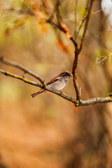 A sparrow turned sideways in the branches of a tree in autumn against a background of foliage.