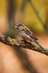 Fototapeta premium A sparrow turned sideways in the branches of a tree in autumn against a background of foliage.