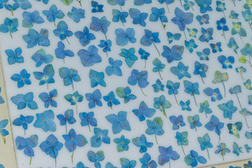 Pressed blue real hydrangeas on white table close up