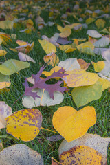 multicolored green, yellow, orange, gold leaves