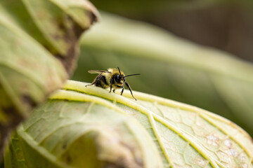 close up of a bumblebee resting on green leaf surface in the garden