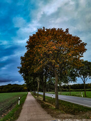 autumn in the park