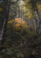 Unreal beautiful autumn tree with golden leaves in the forest on the front background of a tree trunk. Autumn season background concept