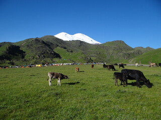 cows in the mountains