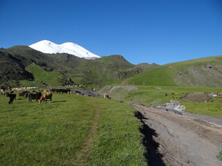 Obraz premium cows in the mountains