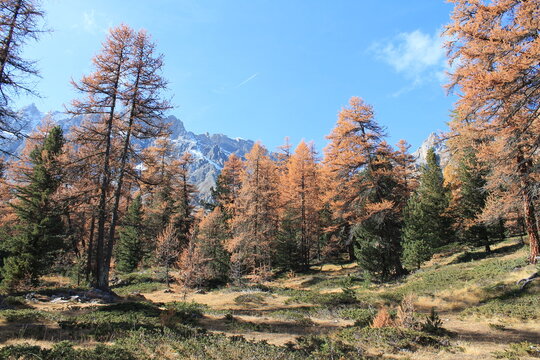 M&eacute;l&egrave;zes flamboyants du Queyras