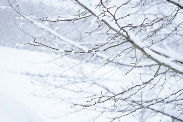 吹雪で木の枝に降り積もる雪