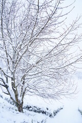 北陸金沢の大乗寺丘陵公園、吹雪に耐える樹木