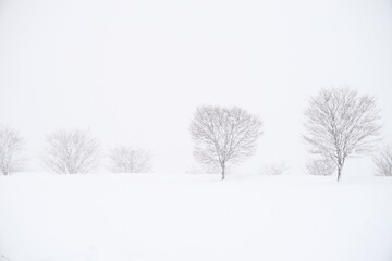 Fototapeta na wymiar 北陸金沢の大乗寺丘陵公園、吹雪の雪原